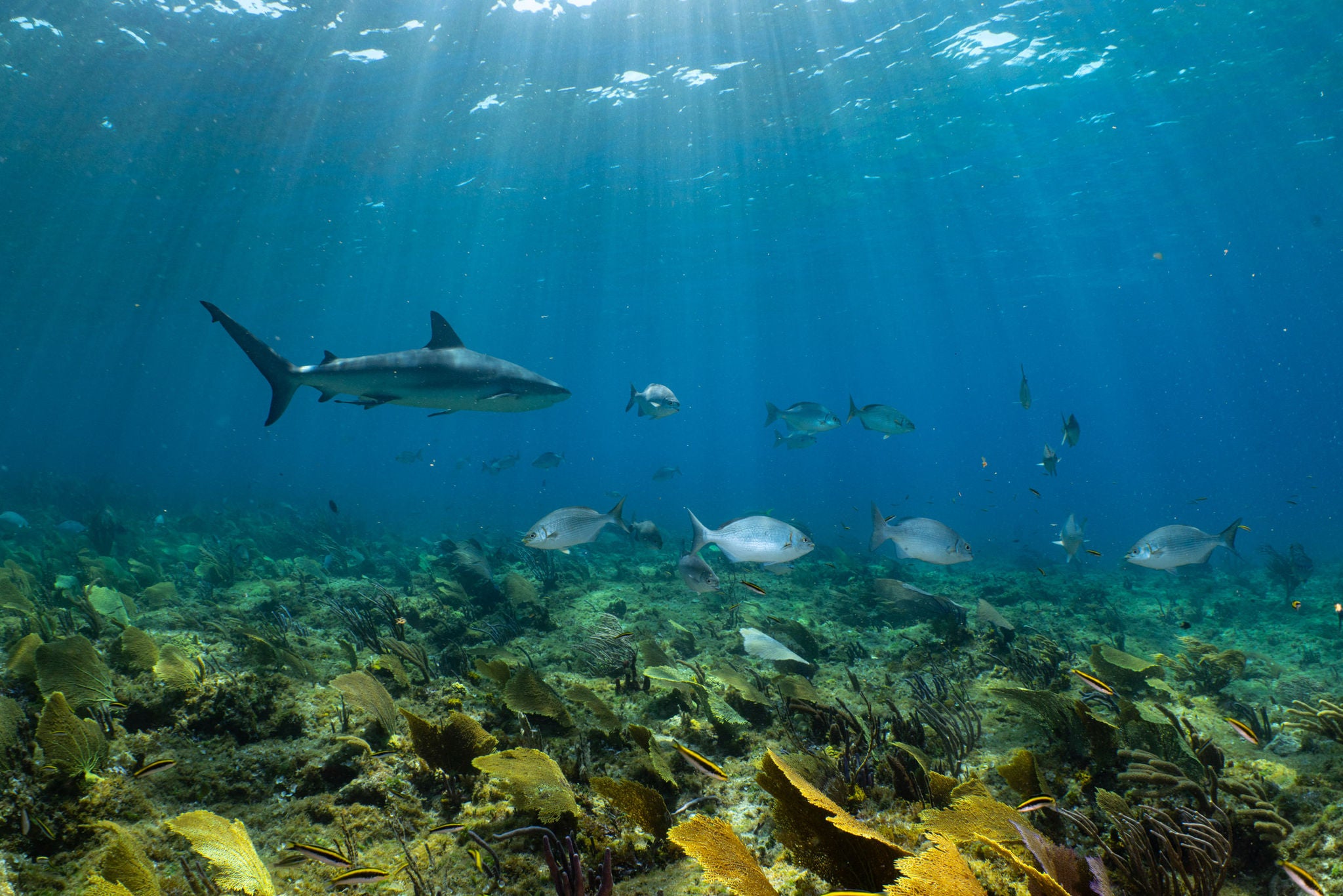 Andy Mann & NAVAN on an expedition in the Bahamas