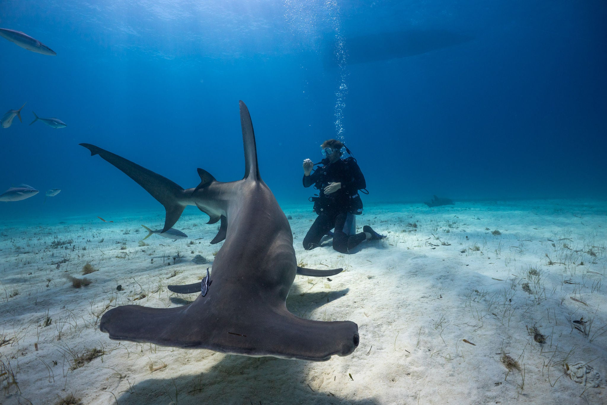 Andy Mann & NAVAN on an expedition in the Bahamas