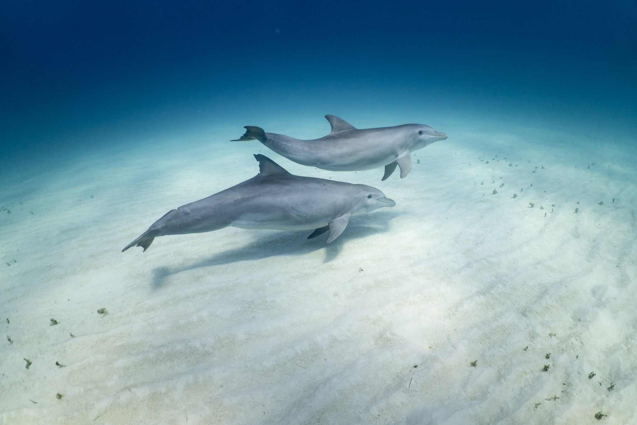 Andy Mann & NAVAN on an expedition in the Bahamas